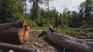 Best Seasonal Cleanup (Spring/Fall)  in Pelham, GA