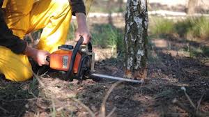 Best Tree and Shrub Care  in Pelham, GA