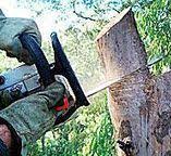 Best Emergency Tree Removal  in Pelham, GA