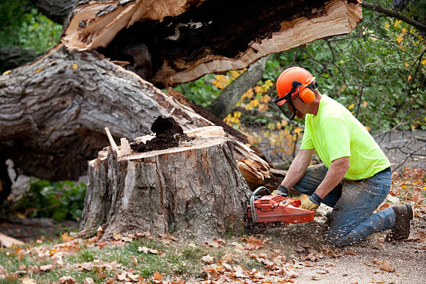 Best Tree Health Inspection  in Pelham, GA