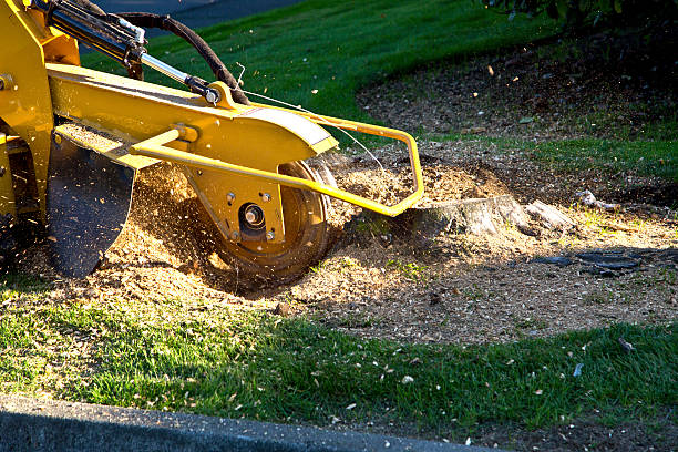 Best Leaf Removal  in Pelham, GA