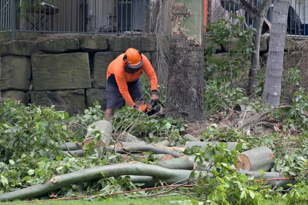 How Our Tree Care Process Works  in  Pelham, GA
