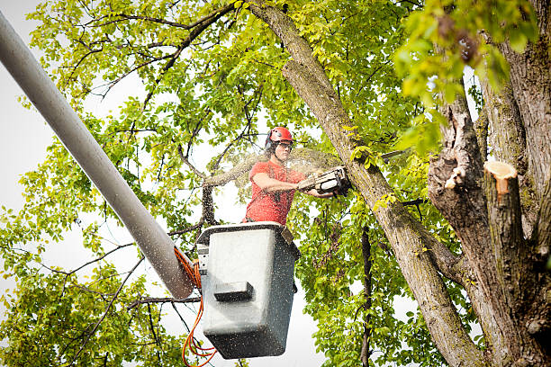 Best Tree Disease Treatment  in Pelham, GA