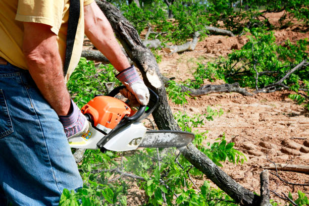 Best Aeration Services  in Pelham, GA